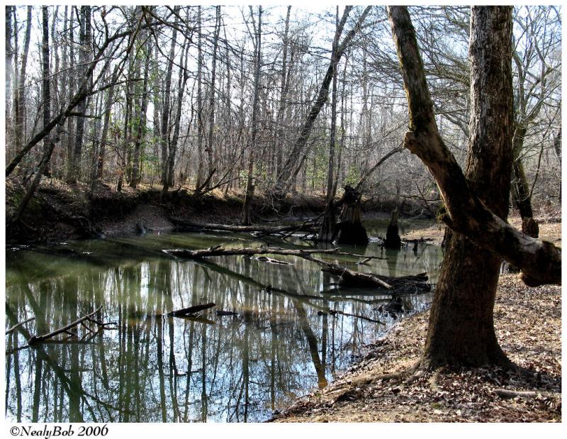 Darbonne Bayou February 11 *
