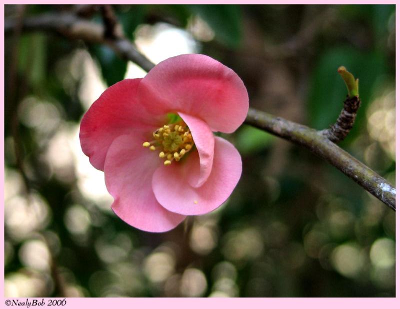 Flowering Quince*