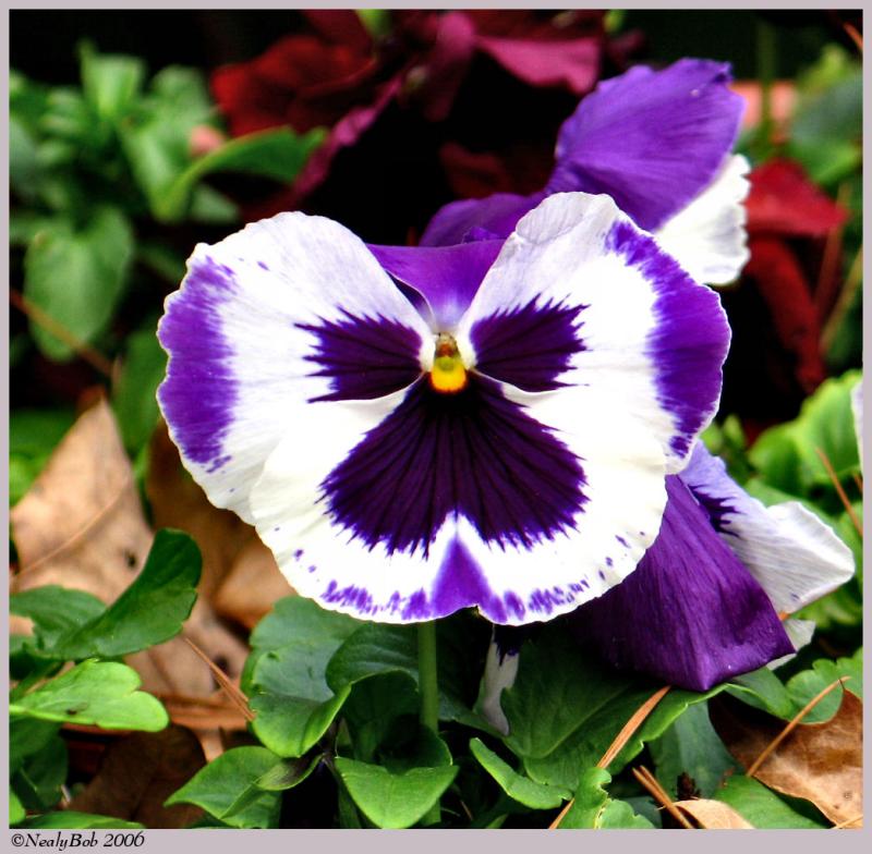 Pansy February 18 *