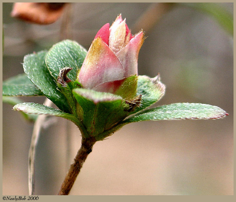 Azalea February 22 *