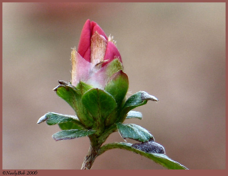 Azalea Bloom February 28 *