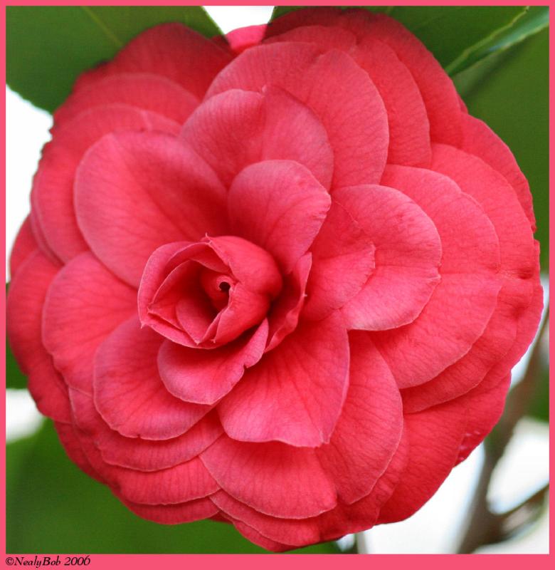 Camelia March 9 *