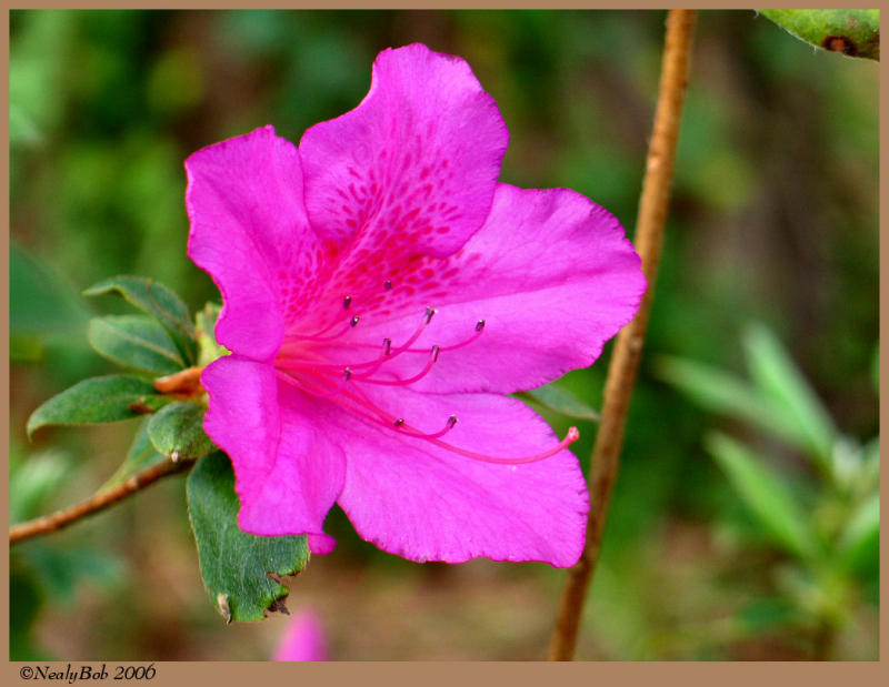 Azalea March 14 *