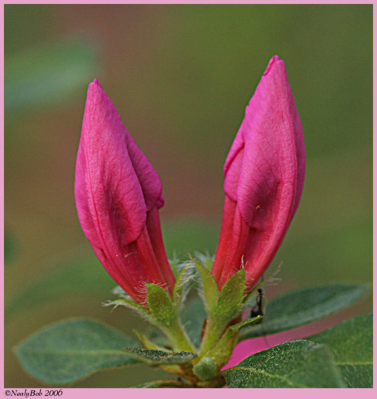 Azalea March 23 *