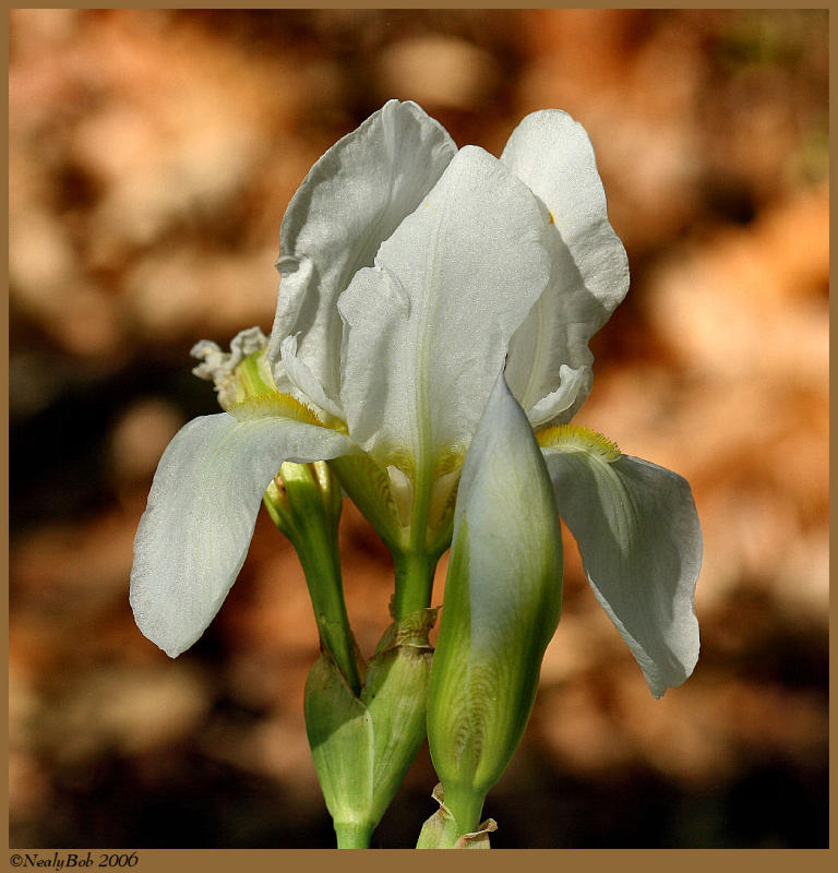 Iris March 26