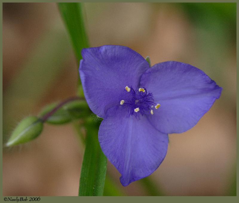 Spiderwort