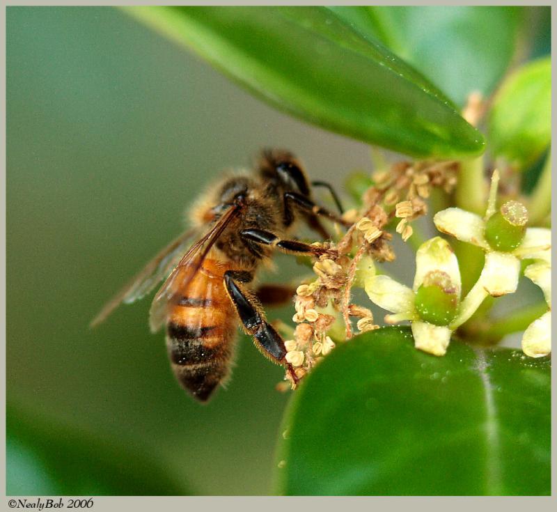 Honey Bee