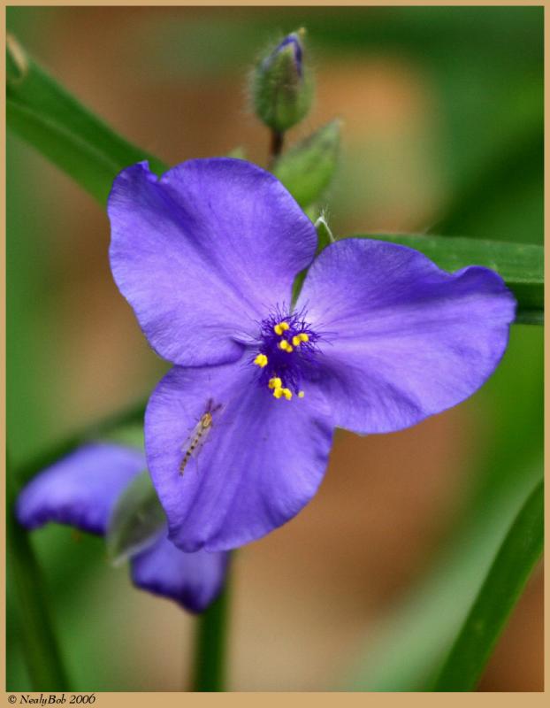 Spiderwort April 1 *