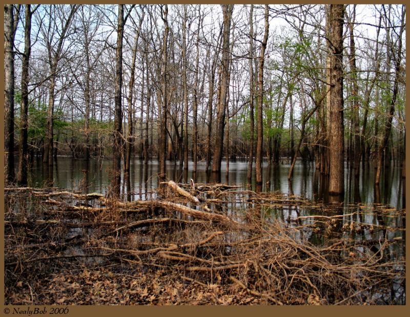 Flooded Trees April 7 *