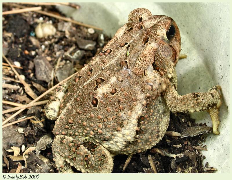 Fat Toad