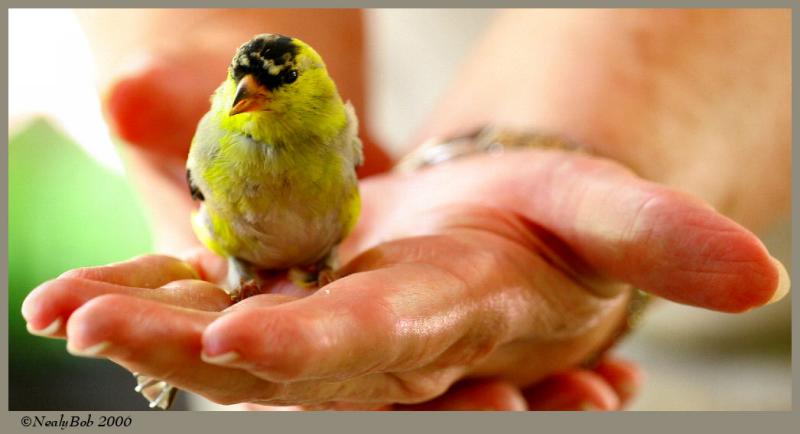 Goldfinch April 12 *
