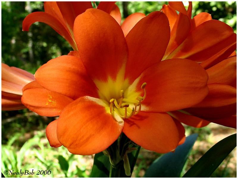 Kaffir Lily April 16 *