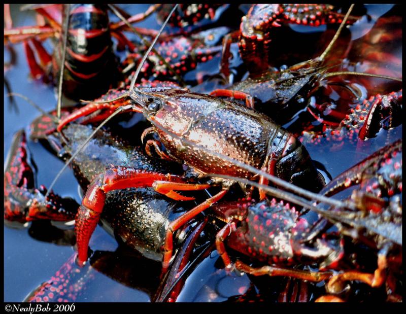 MudBugs April 20 *