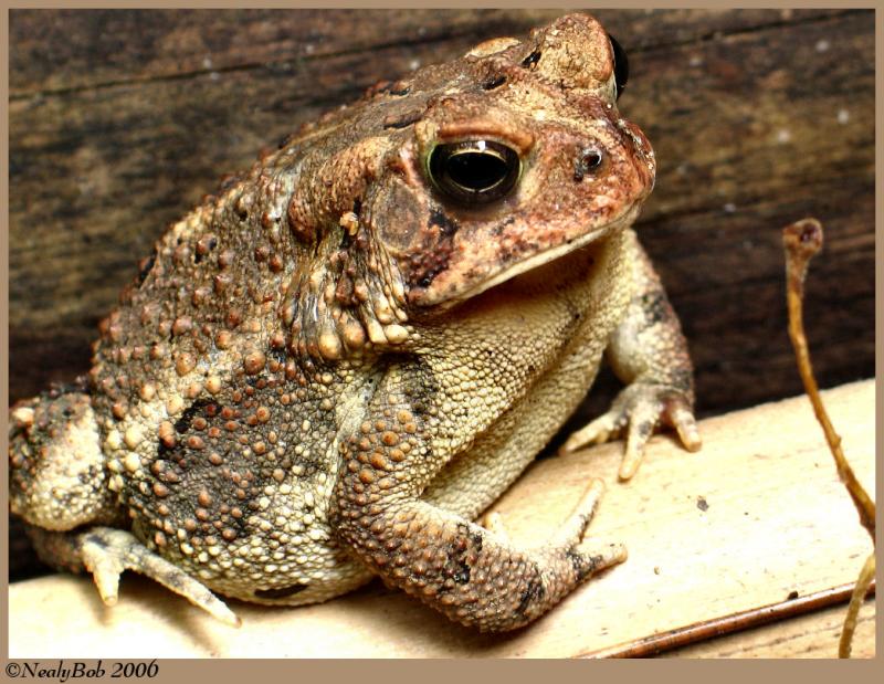 Tommy Toad