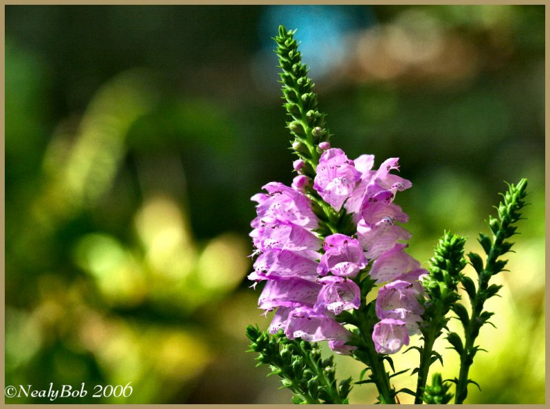 Obedient Plant September 17 *