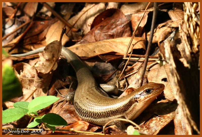 Ground Skink September 19 *