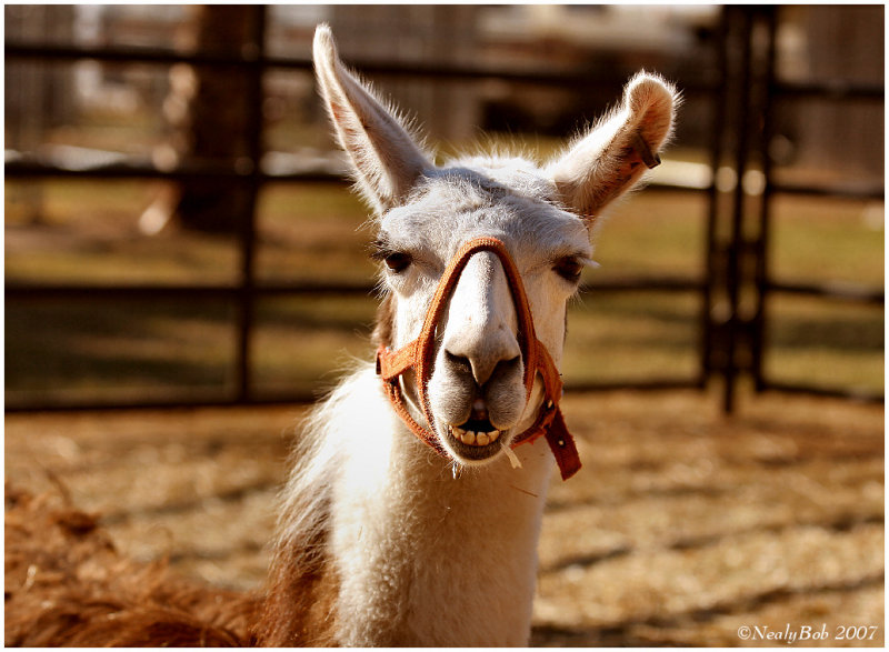 Llama October 30 *