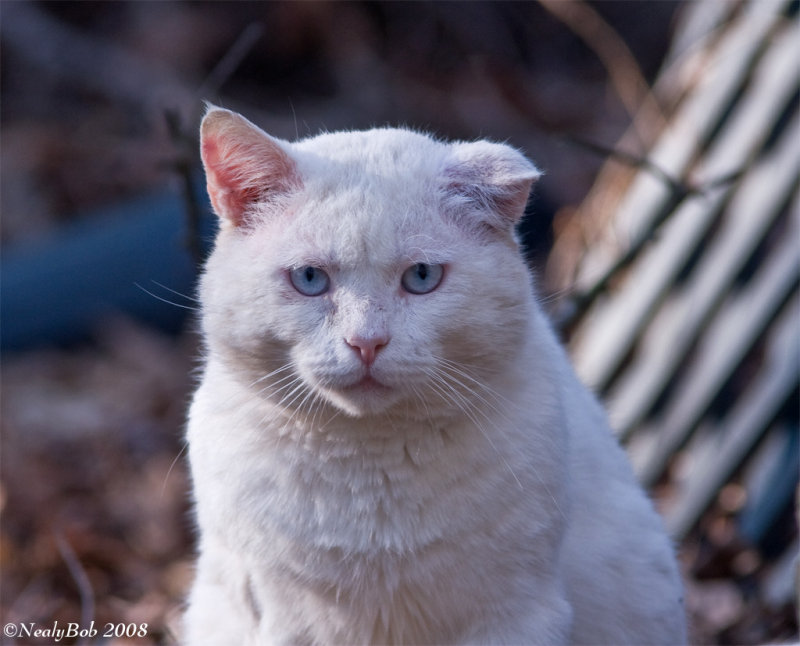 Cantankerous Cat March 21