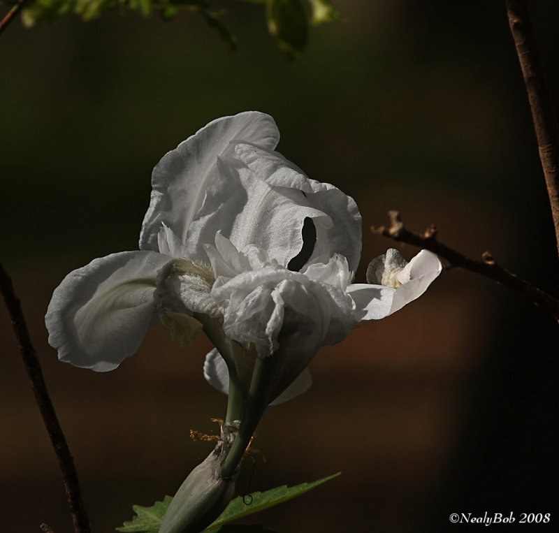 White Iris