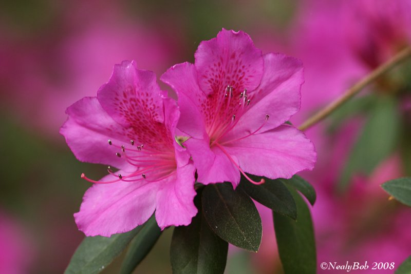 Azalea