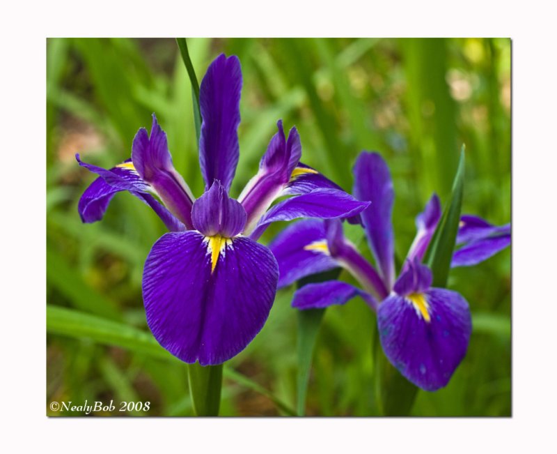 Louisiana Iris April 21