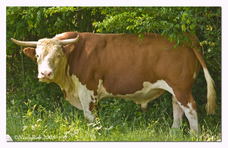 Bull