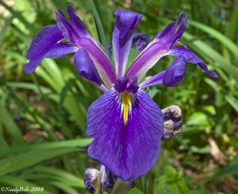Iris May1