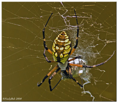 Spider August 1