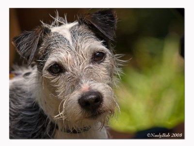 Jack Russell Terrier August 24
