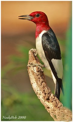 Red Headed Woodpecker May 9