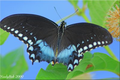 Black Swallowtail July 29