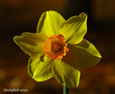 Daffodil March 10
