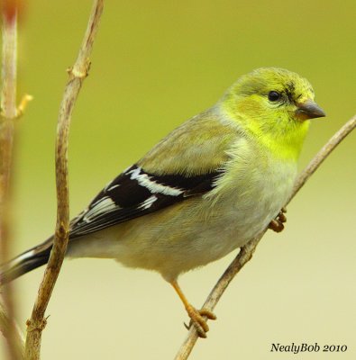 Goldfinch March 14
