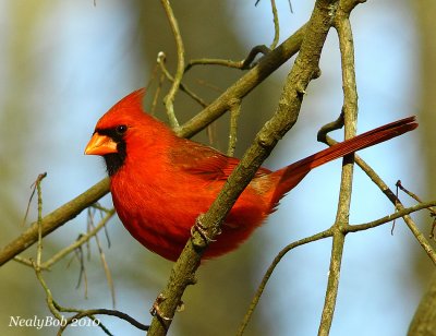 RedBird March 18