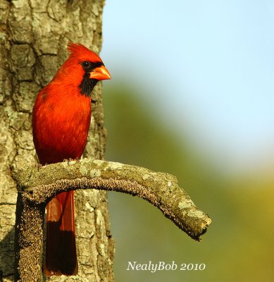Cardinal April 4
