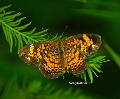 Pearl Crescent Butterfly June 11