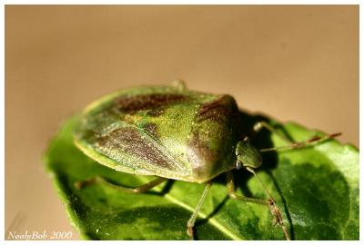 Green Bug *