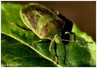 Green Bug Macro January 9 *