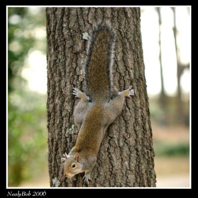 Screwy Squirrel January 21 *