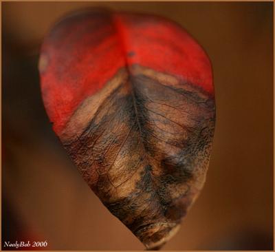  Nandina Leaf January 24