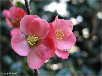 Flowering Quince February 6