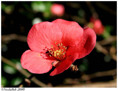 Flowering Quince February 8 *