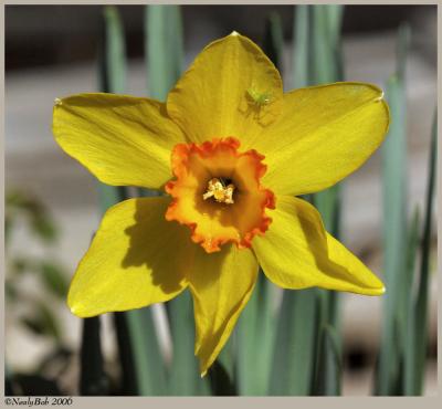 Daffodil February 15 *