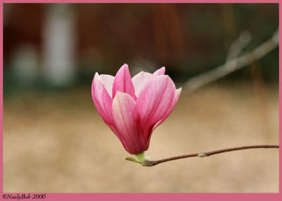 Tulip Tree February 16 *