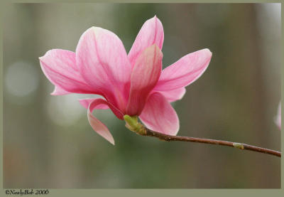 Tulip Tree Bloom February 21 *