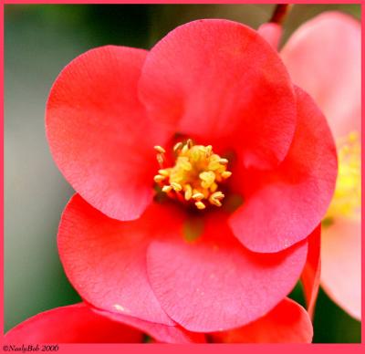 Flowering Quince