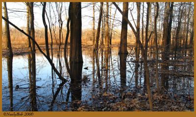 Flooded Trees March 8 *