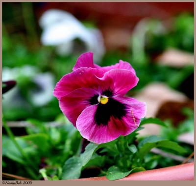 Pansy March 18