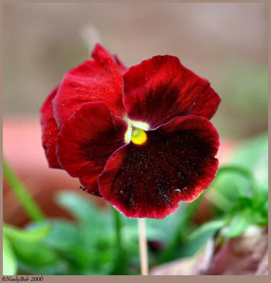 Pansy March 21 *