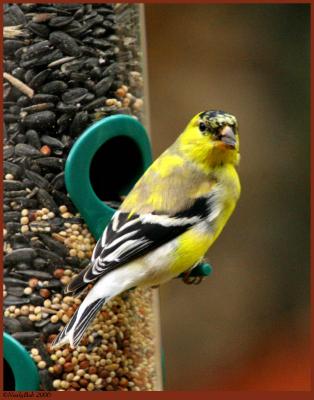 Goldfinch